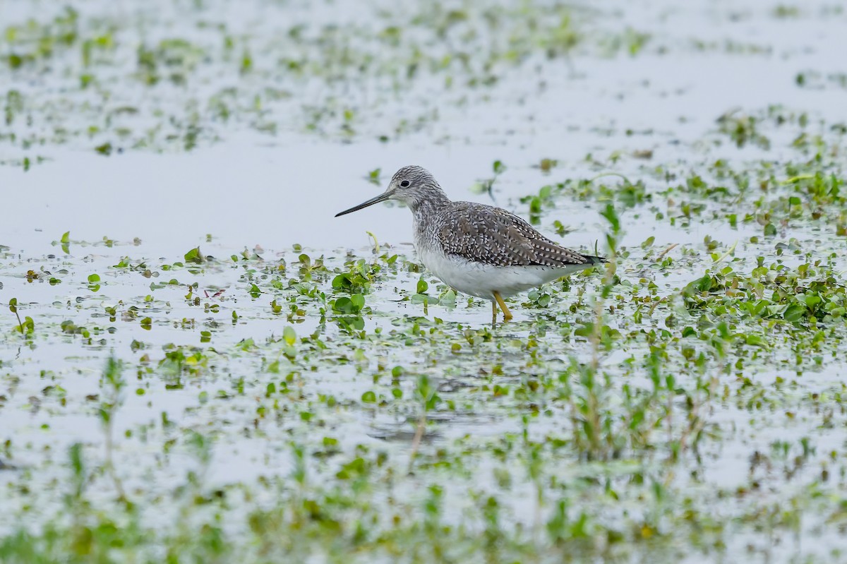 Greater Yellowlegs - ML646420218