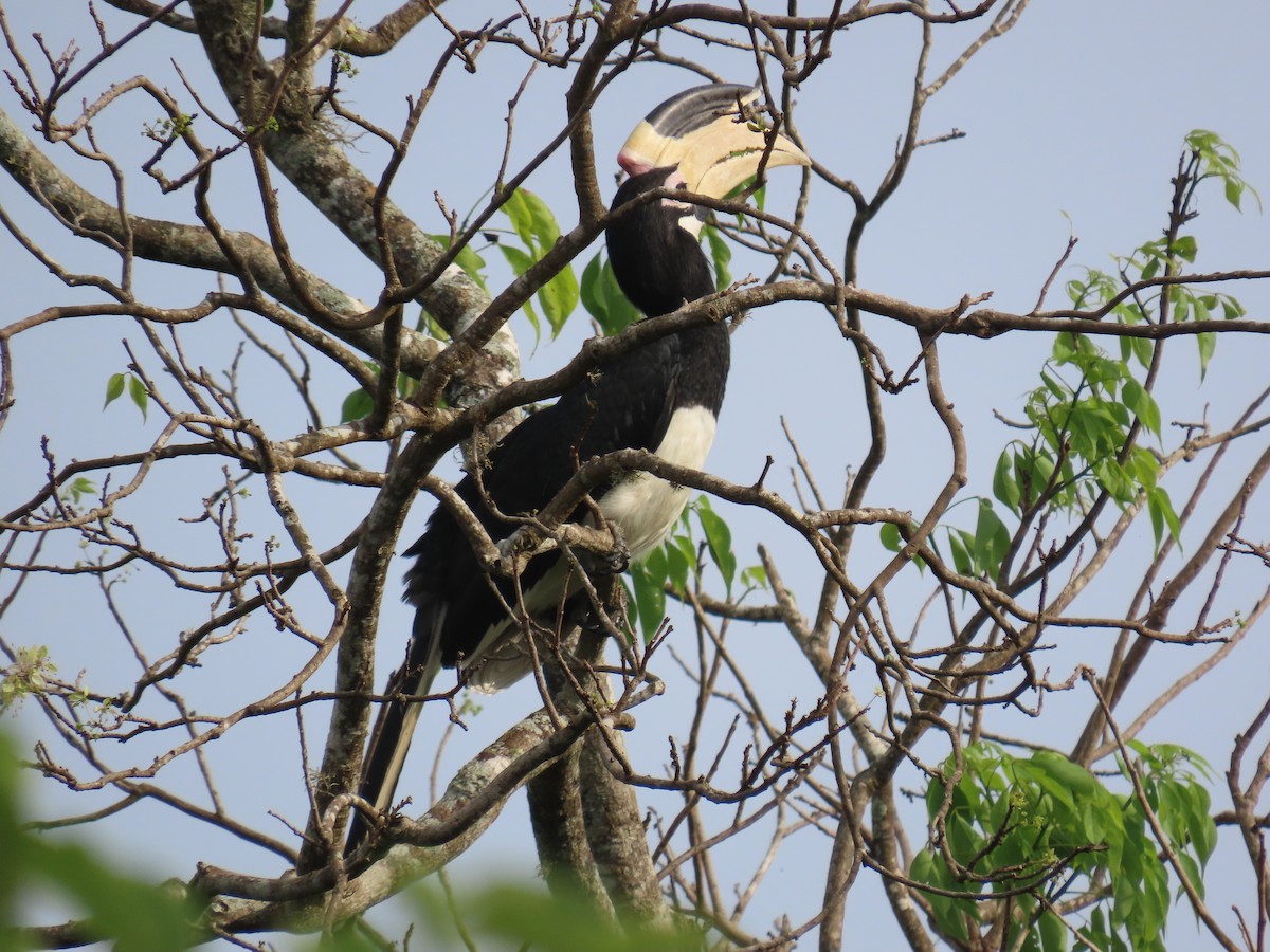 Malabar Pied-Hornbill - ML646420219