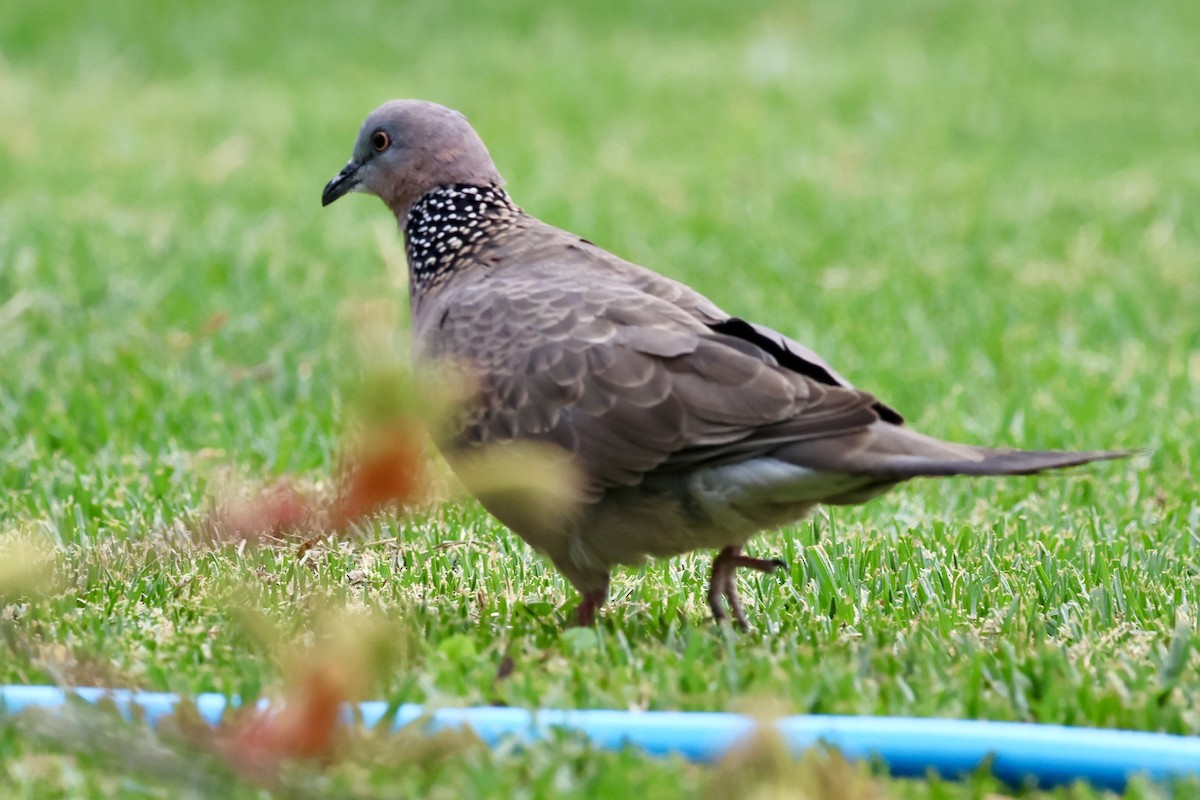 Spotted Dove - ML646420223