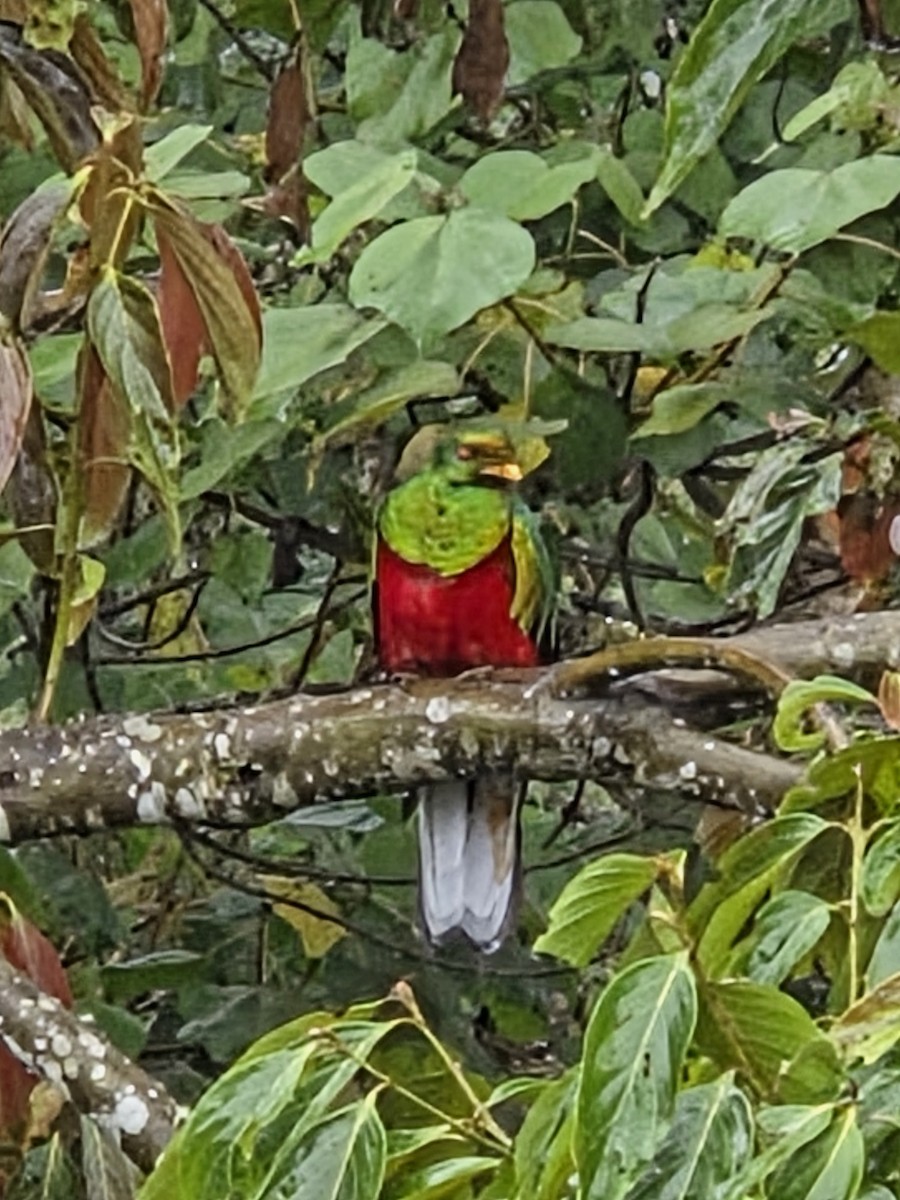 カンムリカザリキヌバネドリ - ML646420226