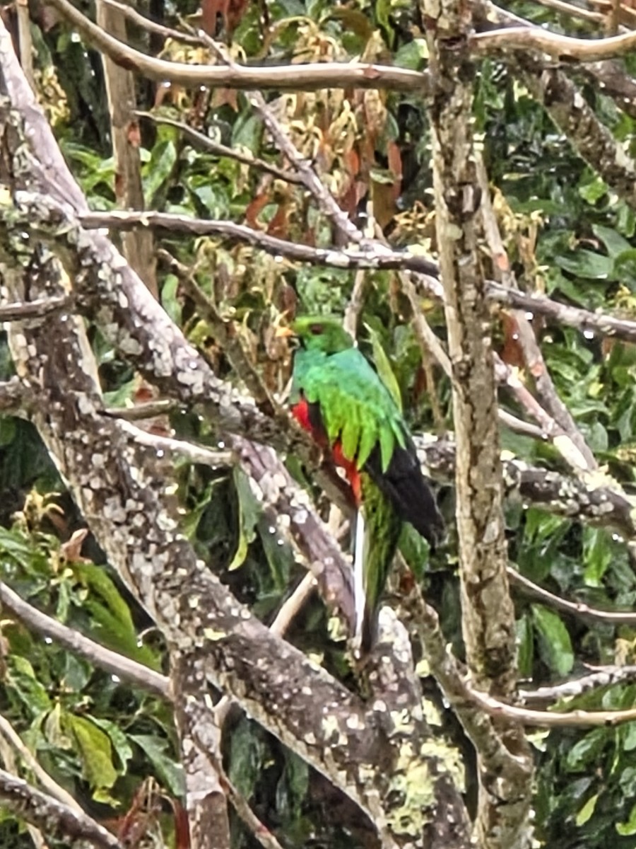 カンムリカザリキヌバネドリ - ML646420227