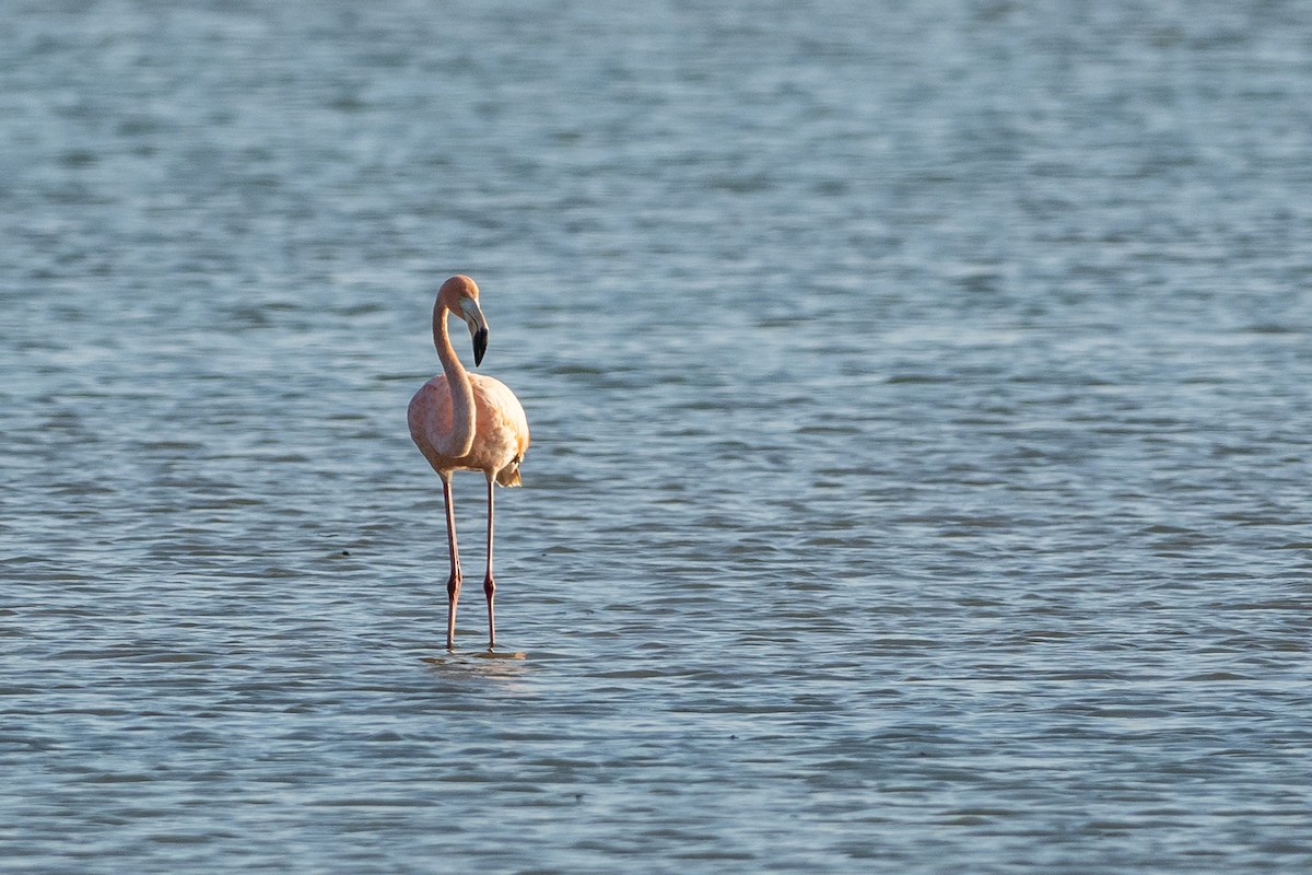 Flamant des Caraïbes - ML646420228
