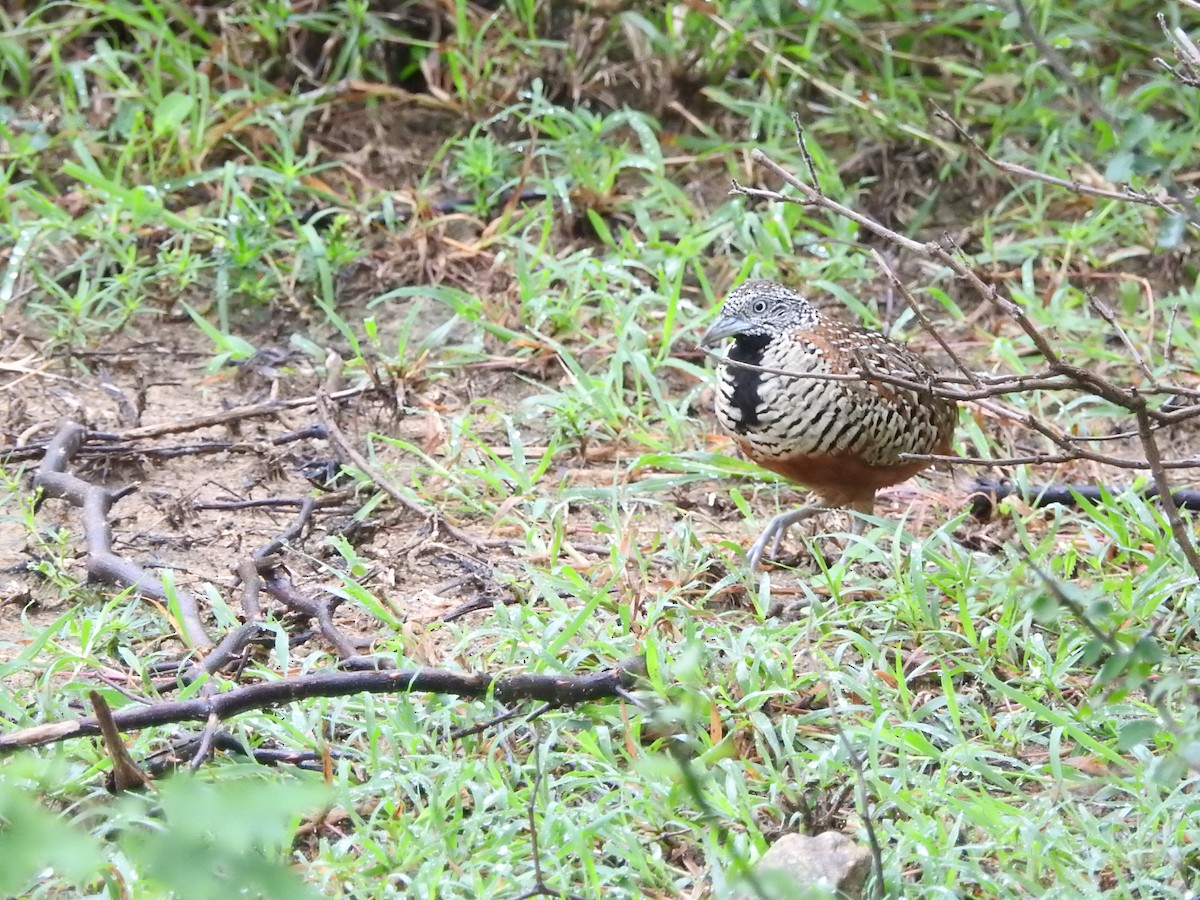 Barred Buttonquail - ML646420229