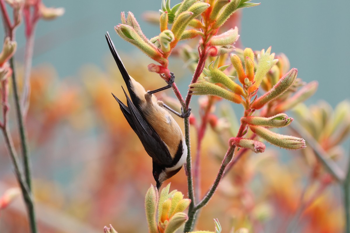Eastern Spinebill - ML646420230