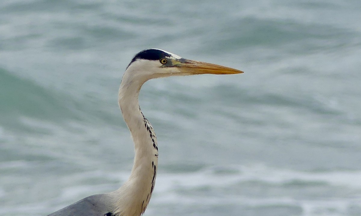 蒼鷺 - ML646420232