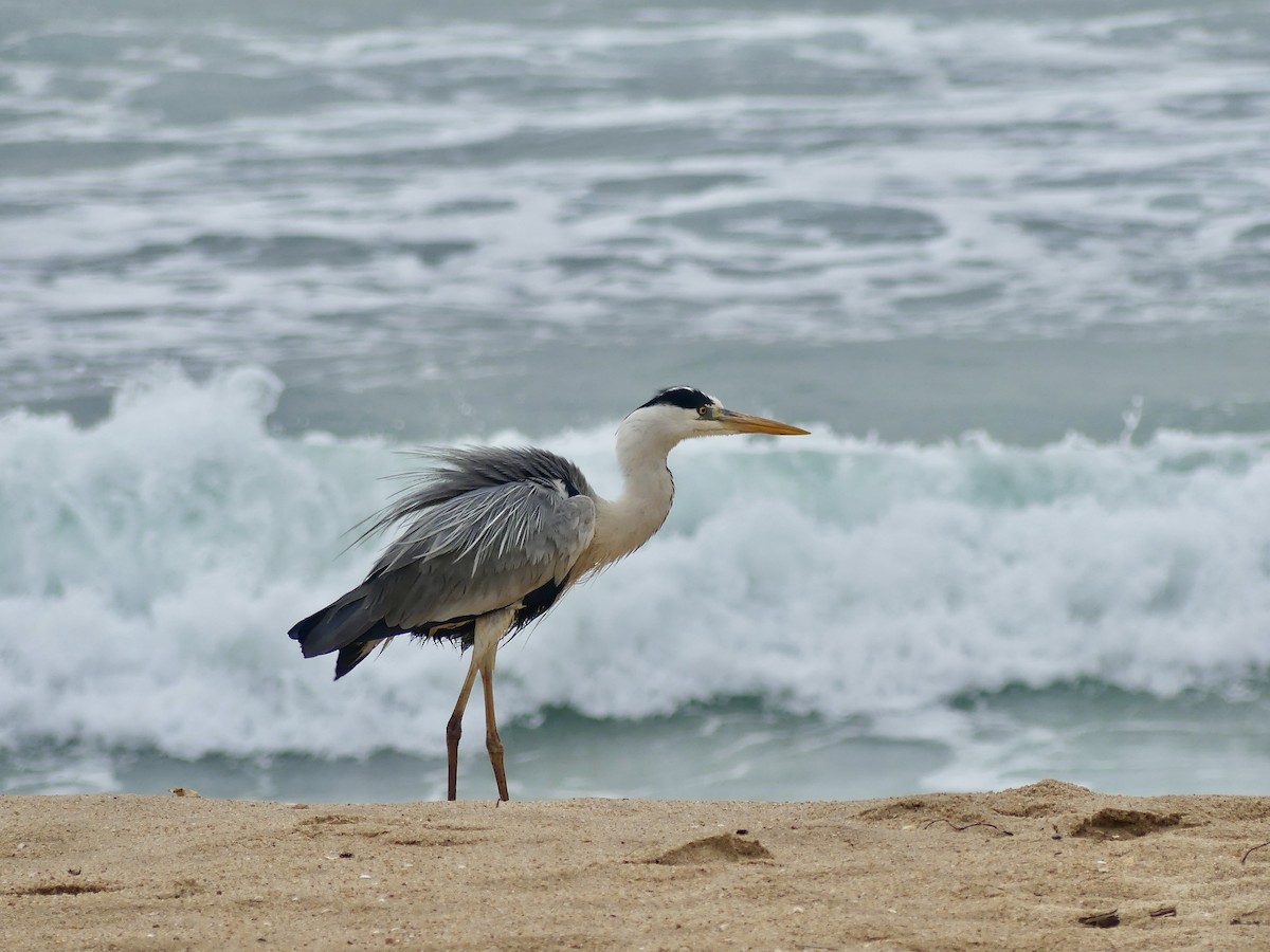 蒼鷺 - ML646420233