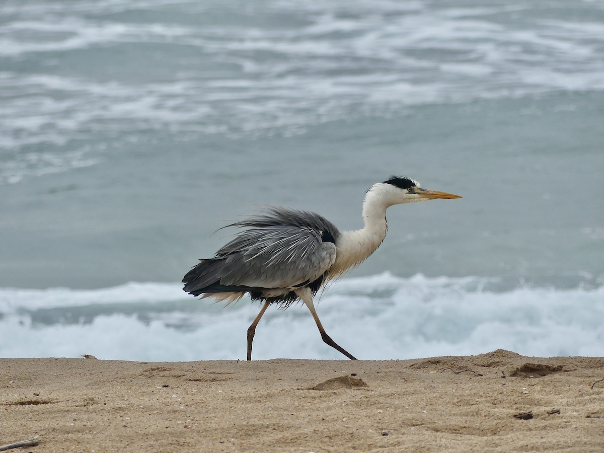 蒼鷺 - ML646420234