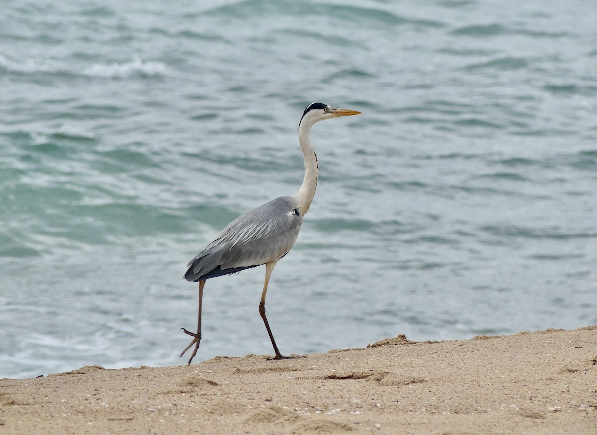 蒼鷺 - ML646420235