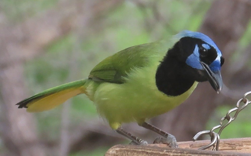 インカサンジャク - ML646420237