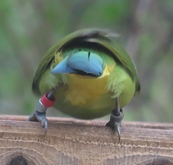 インカサンジャク - ML646420238