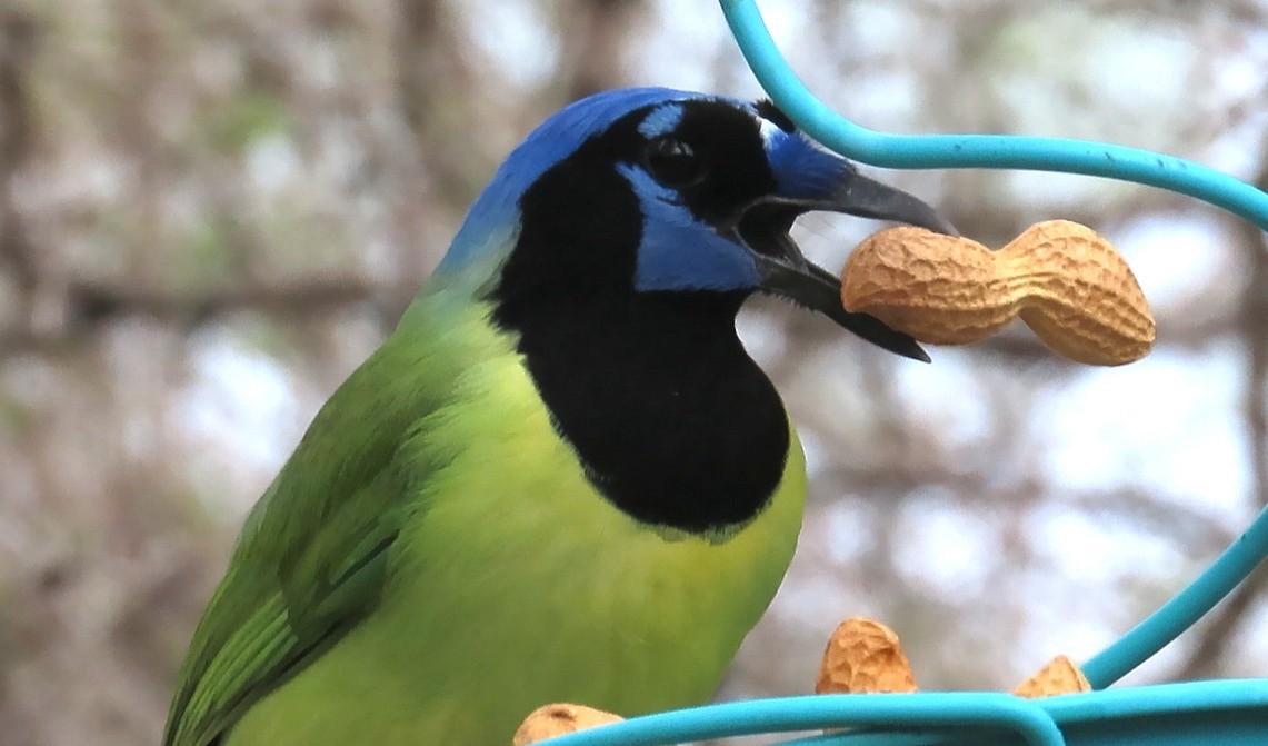 インカサンジャク - ML646420239