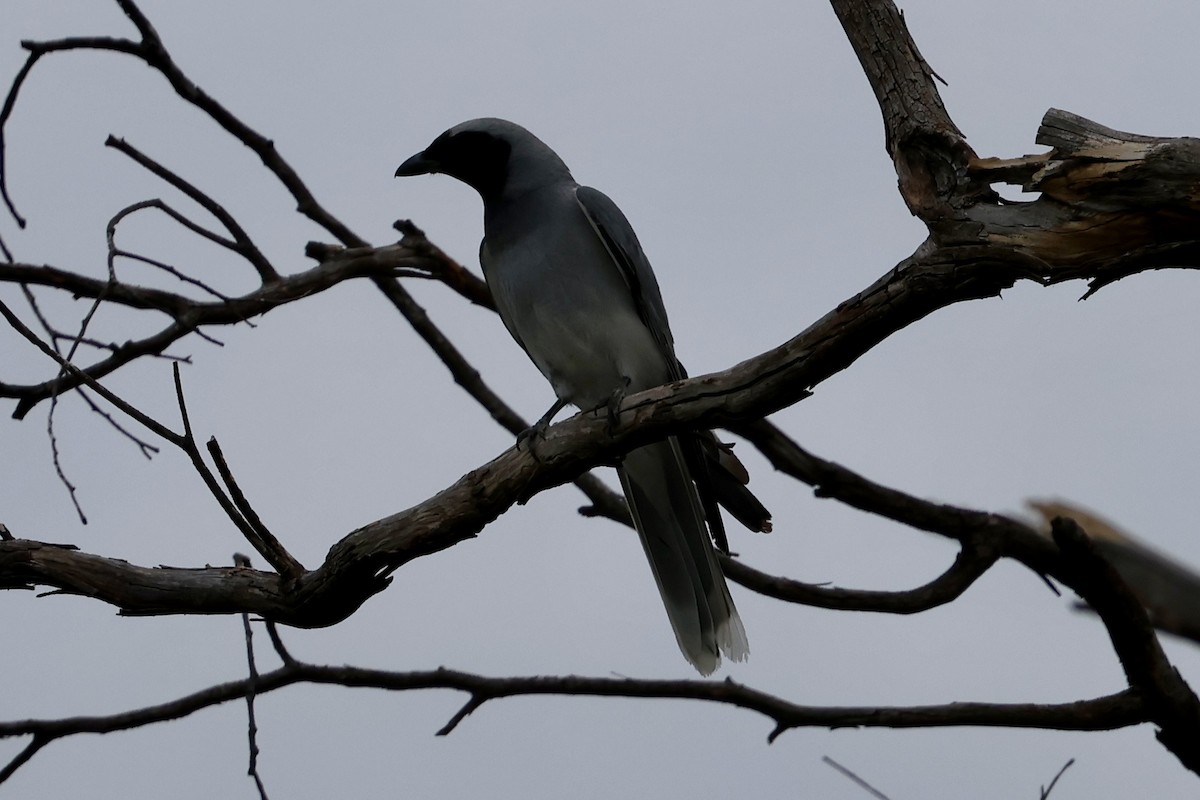 Black-faced Cuckooshrike - ML646420242