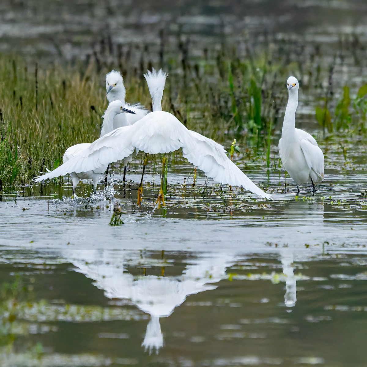 Snowy Egret - ML646420248
