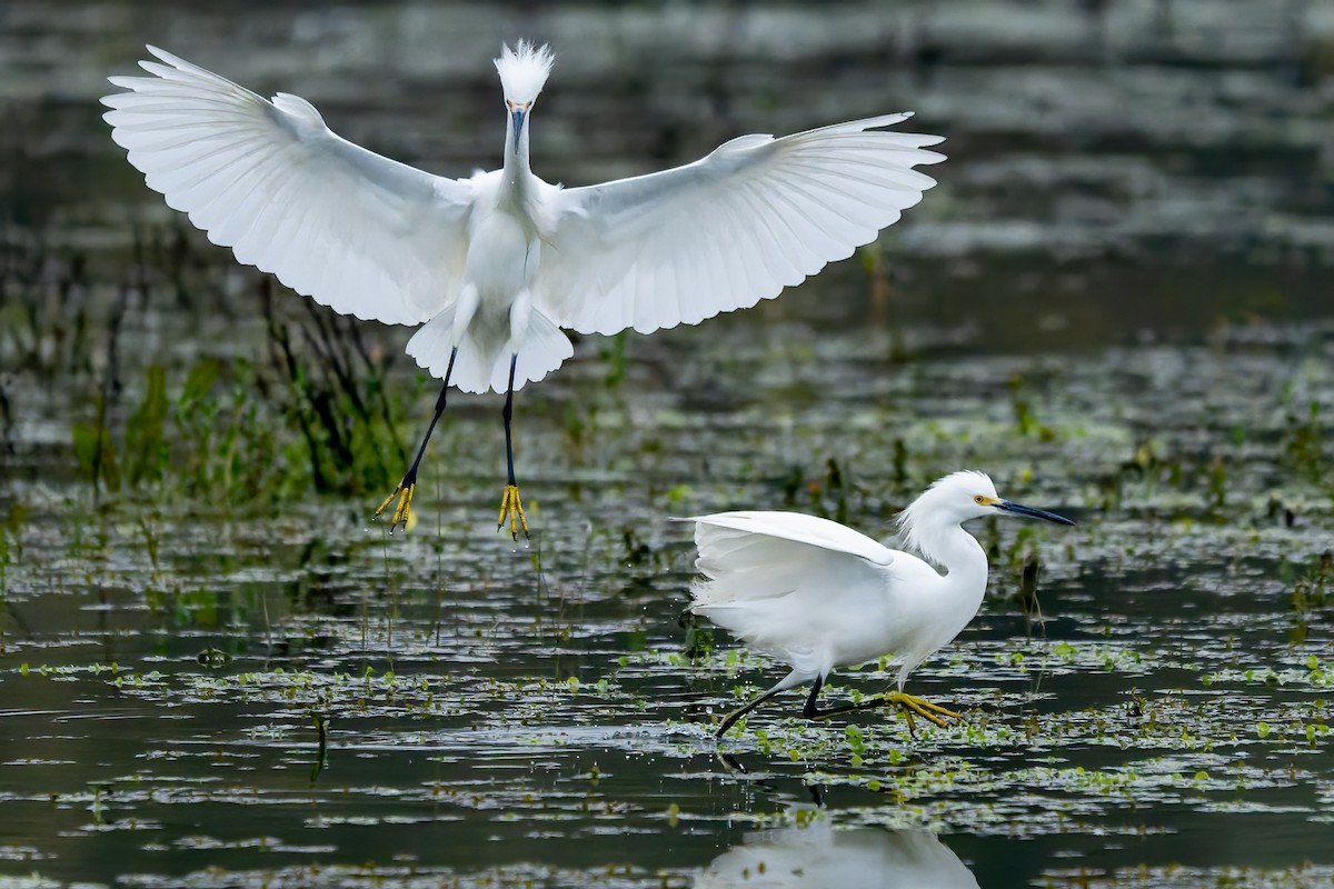 Snowy Egret - ML646420249