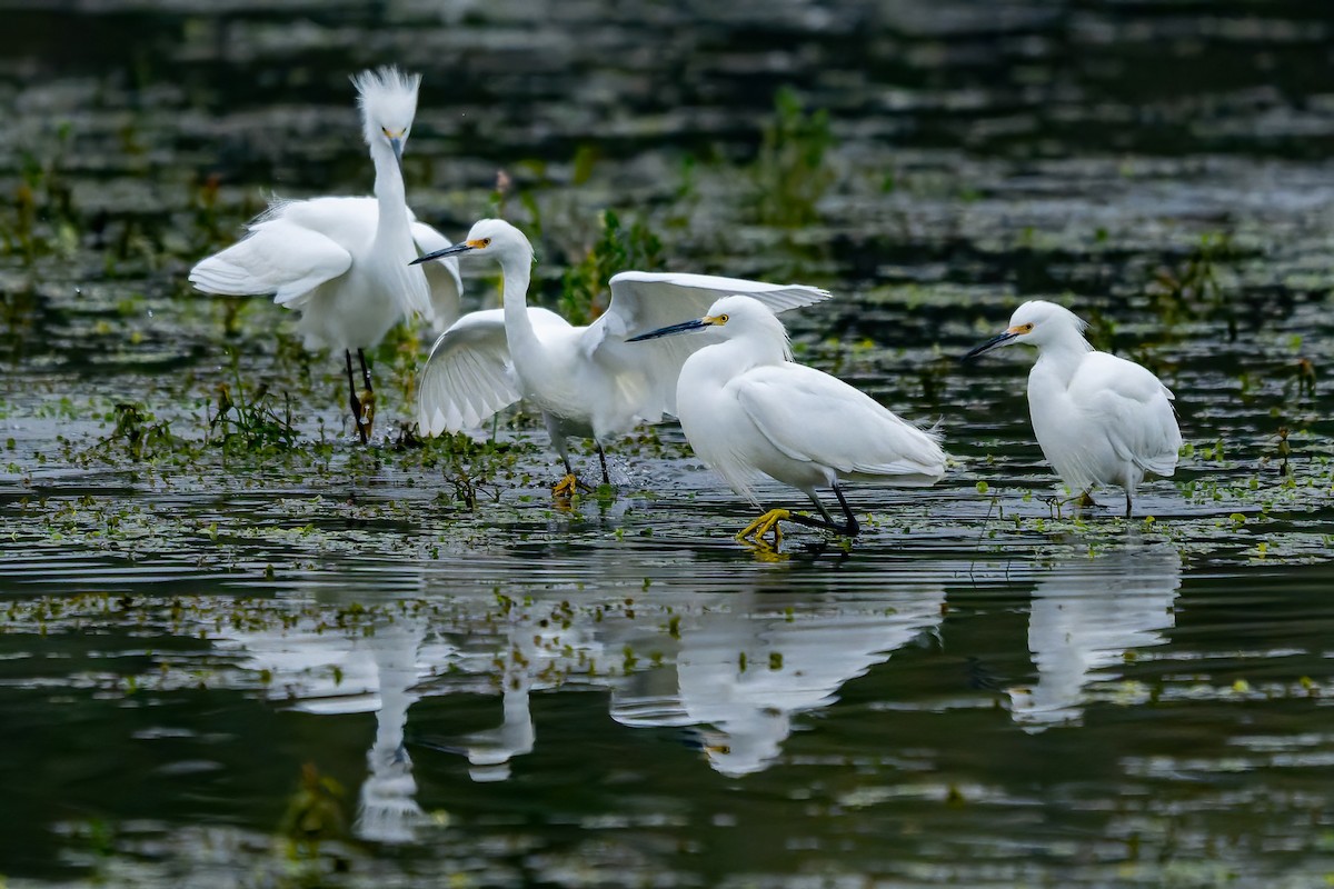Snowy Egret - ML646420250