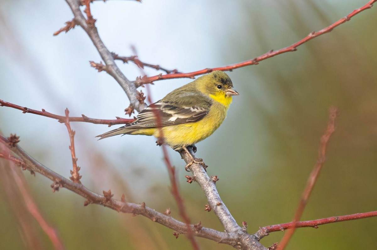 Lesser Goldfinch - ML646420252