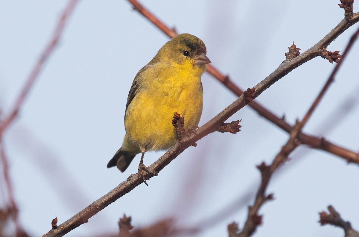 Lesser Goldfinch - ML646420253
