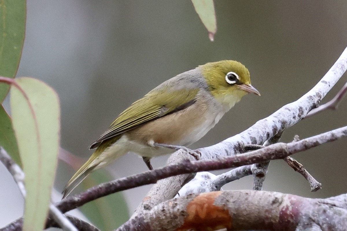 Silvereye - ML646420254
