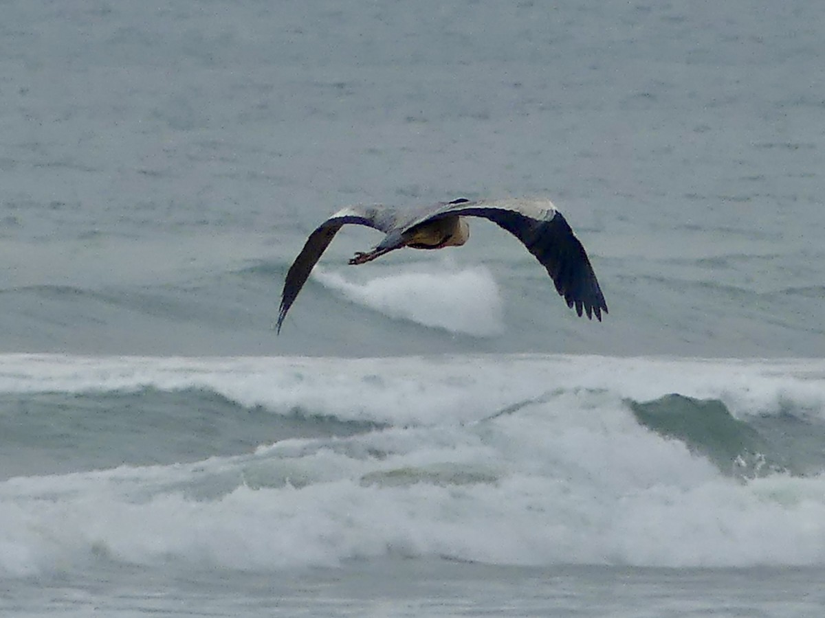 蒼鷺 - ML646420255