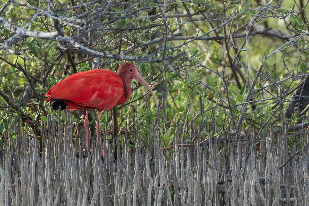 Ibis rouge - ML646420259