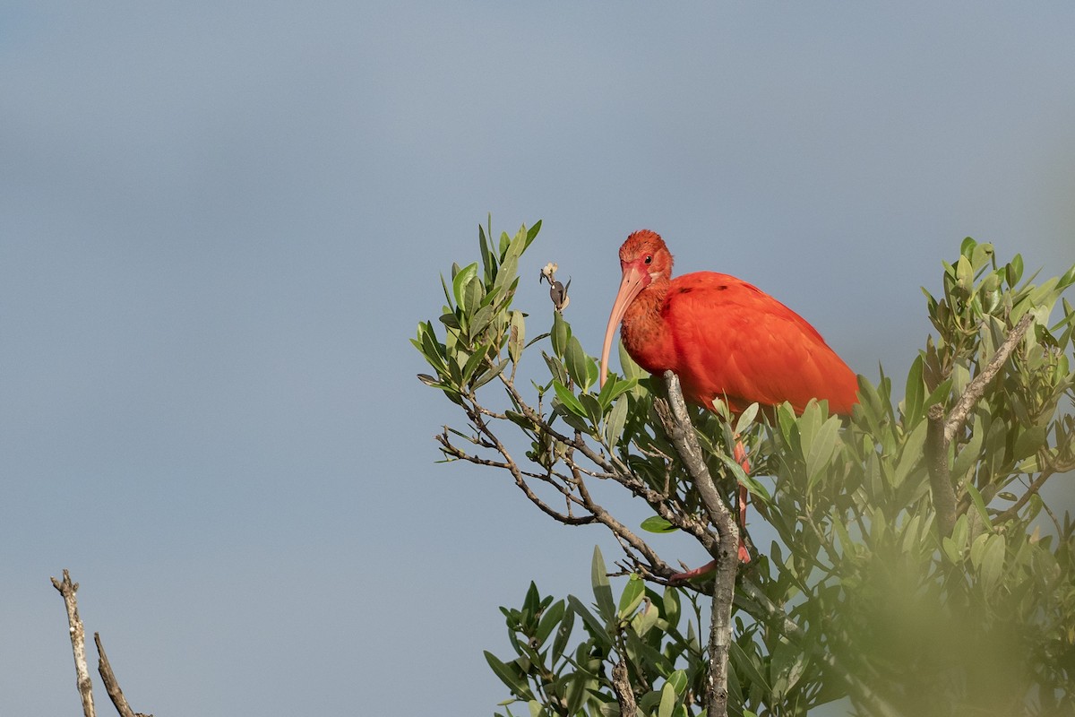 Ibis rouge - ML646420260