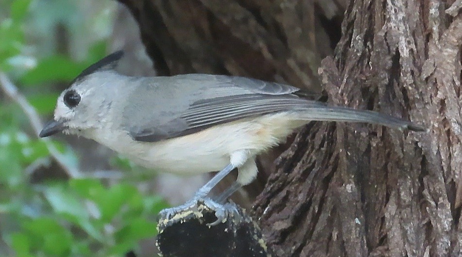 クロエボシガラ - ML646420262