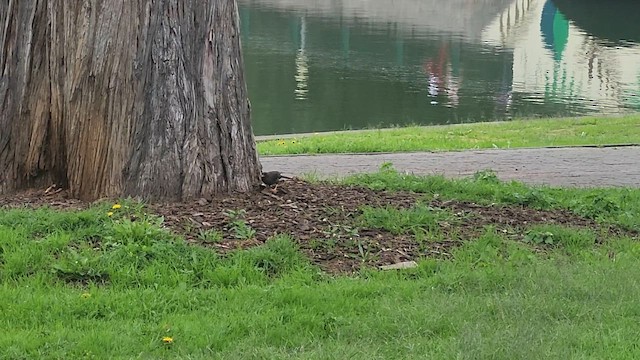 Great Thrush - ML646420263