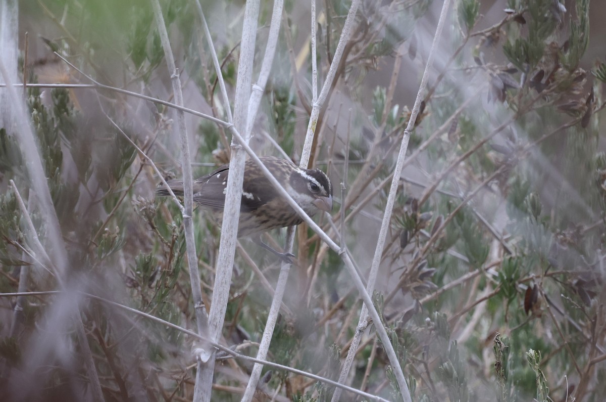 Rose-breasted Grosbeak - ML646420265