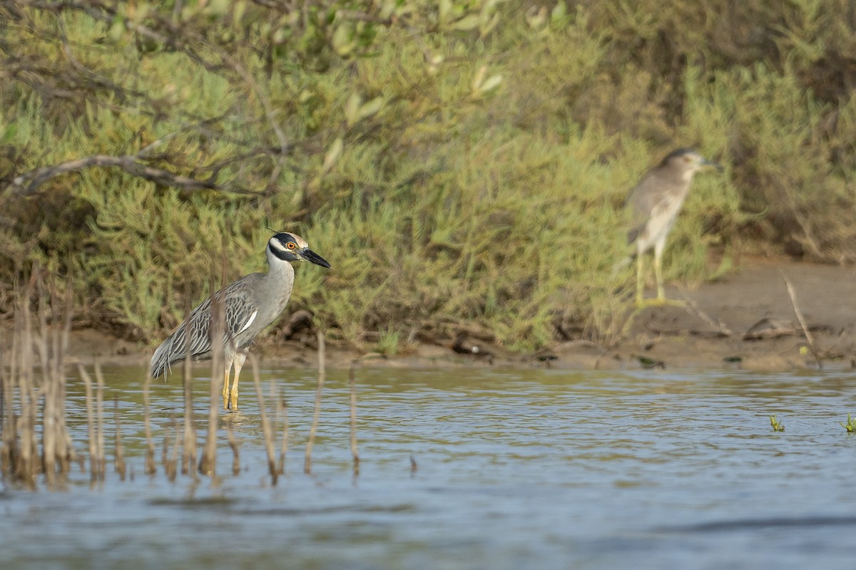 Bihoreau violacé - ML646420267