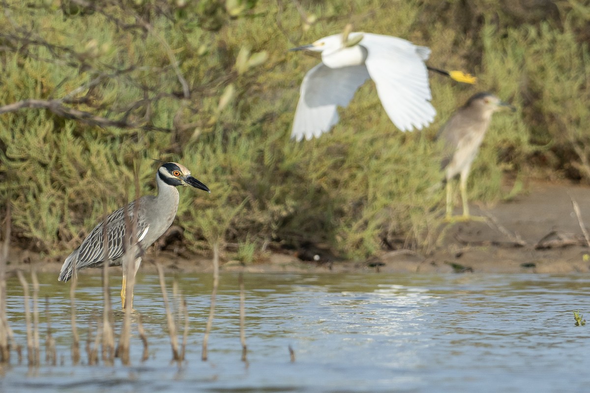 Bihoreau violacé - ML646420268
