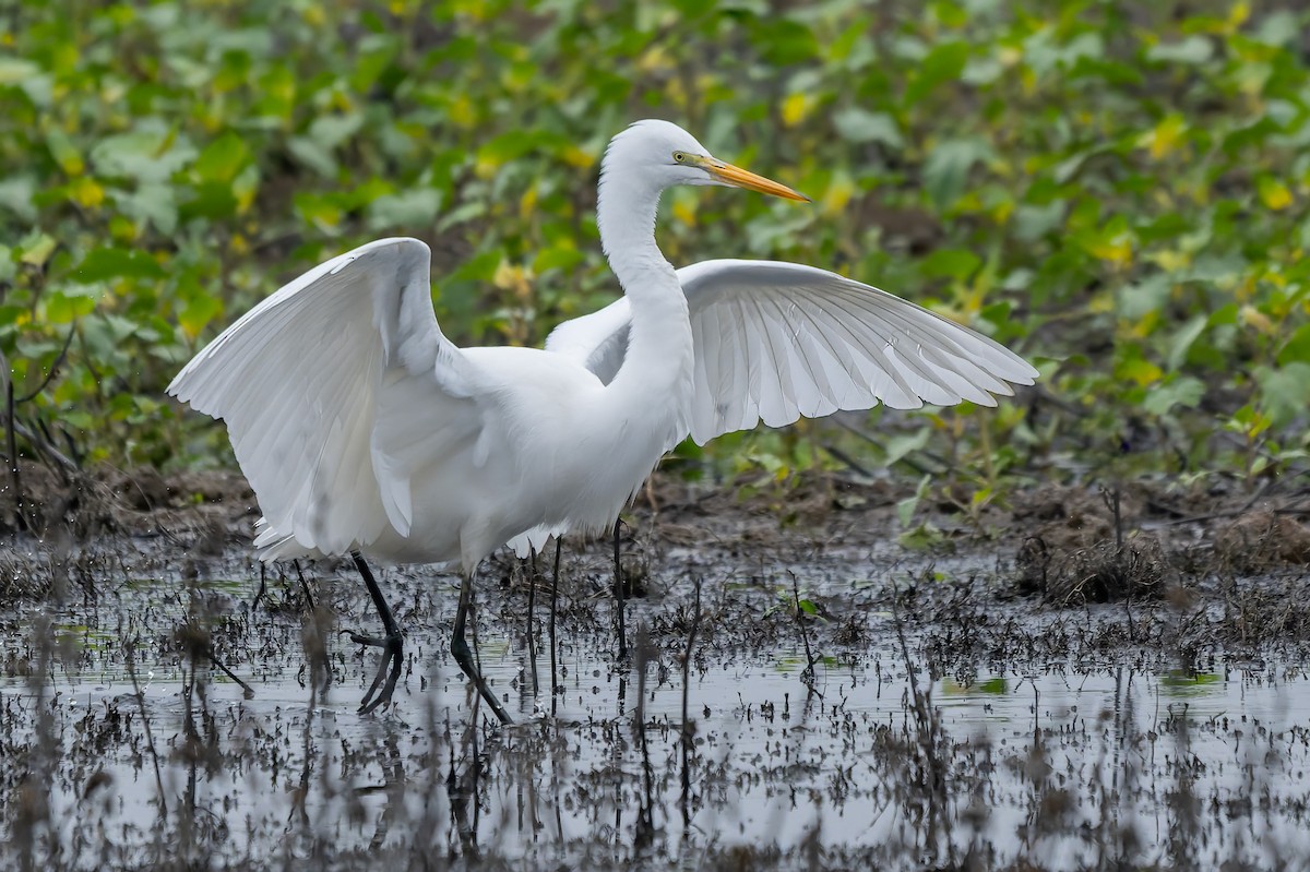 Garceta Grande - ML646420269