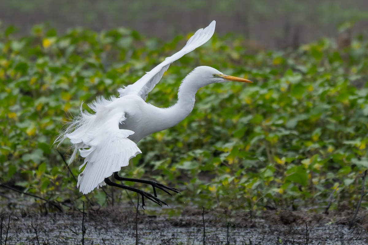 Garceta Grande - ML646420270