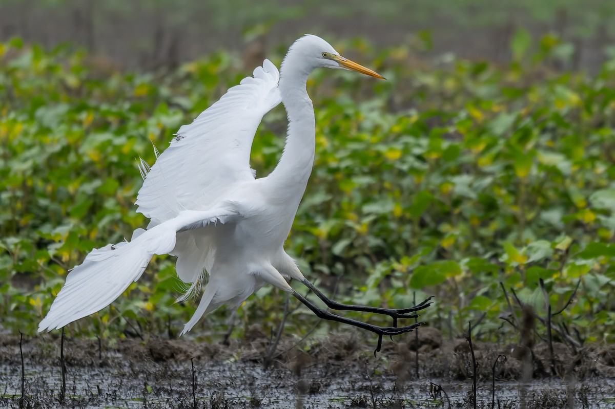 Garceta Grande - ML646420271