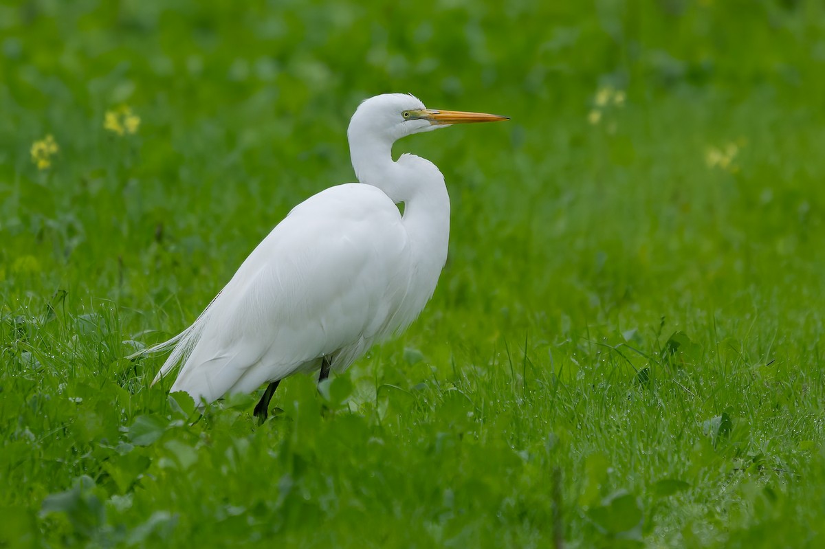 Garceta Grande - ML646420272