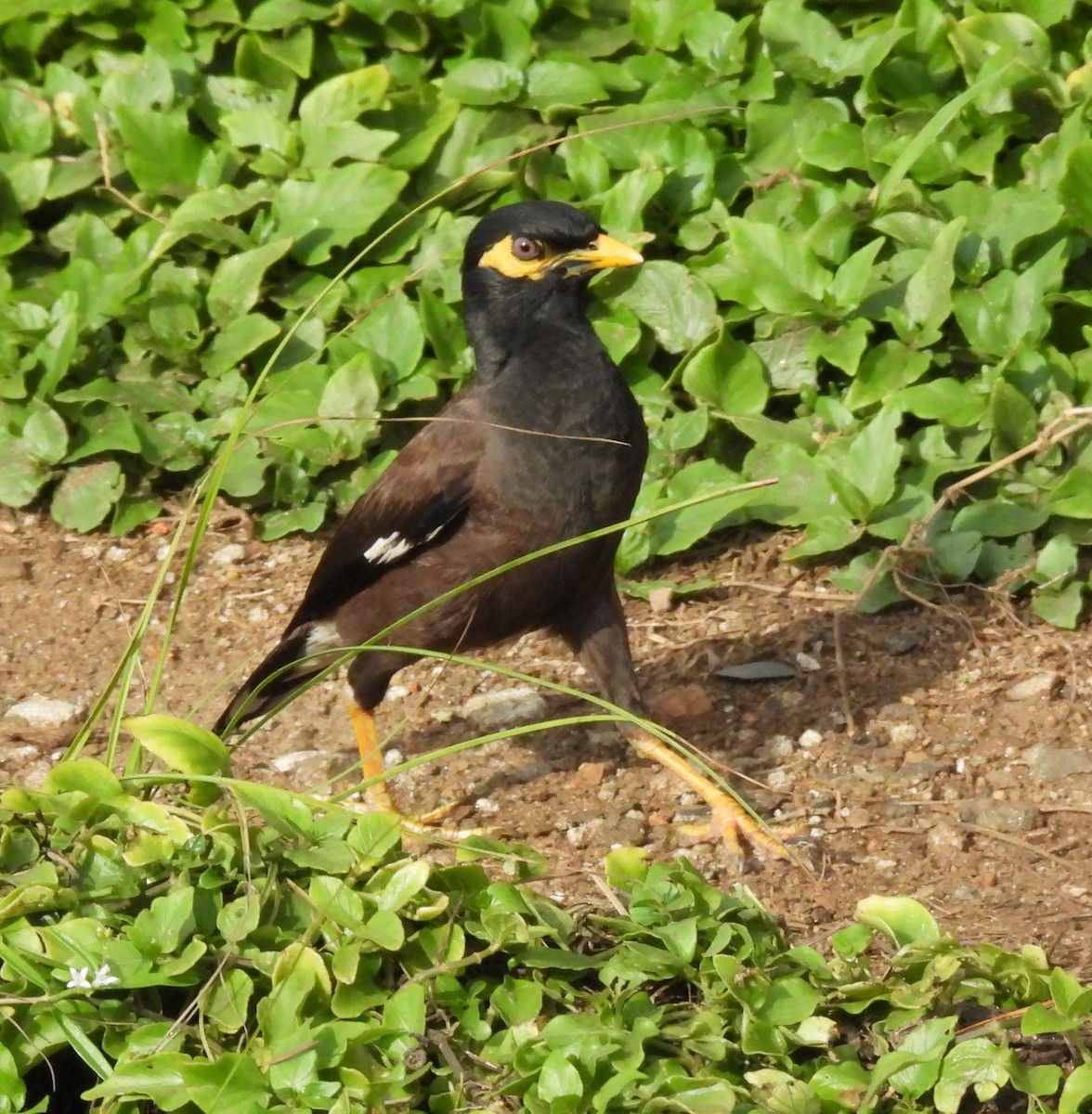 Common Myna - ML646420275