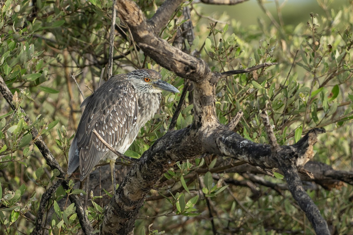 Bihoreau violacé - ML646420276