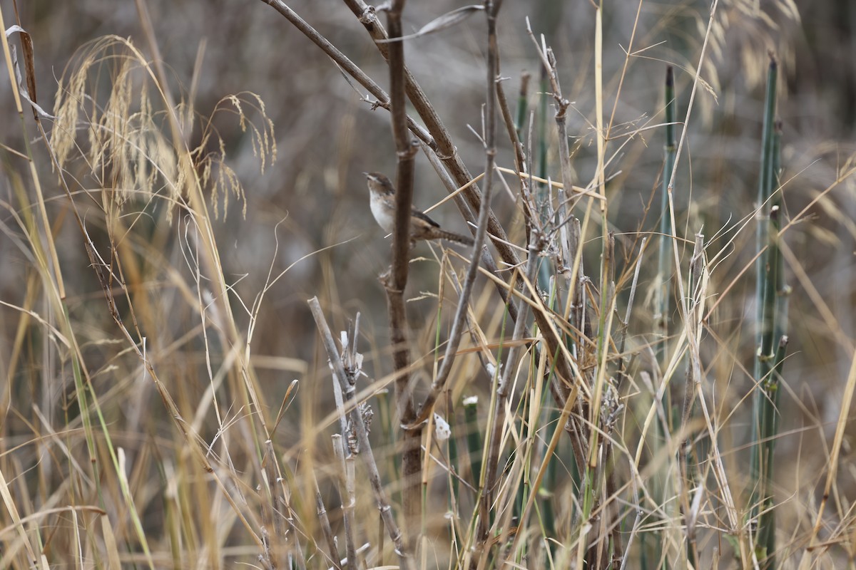 Marsh Wren - ML646420277