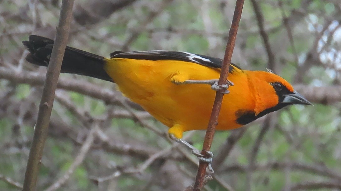 オレンジムクドリモドキ - ML646420278