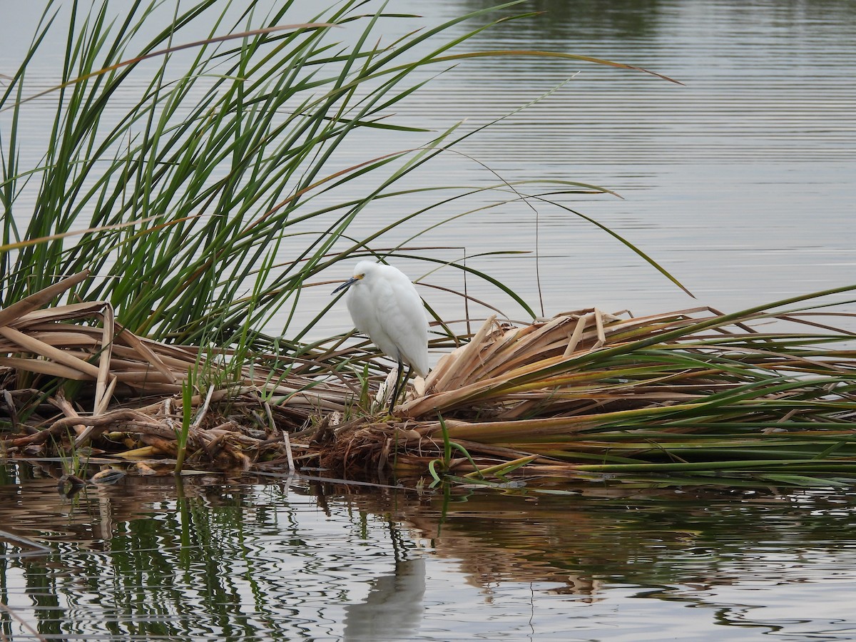 Snowy Egret - ML646420279