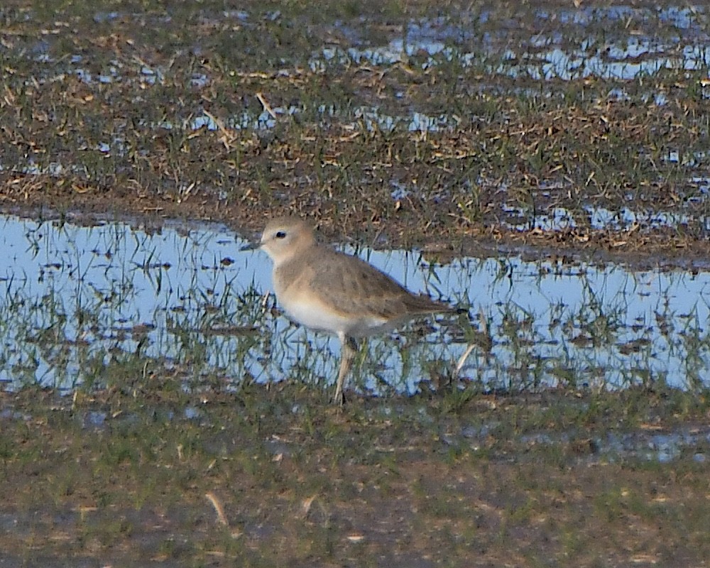 kulík pastvinný - ML646420281