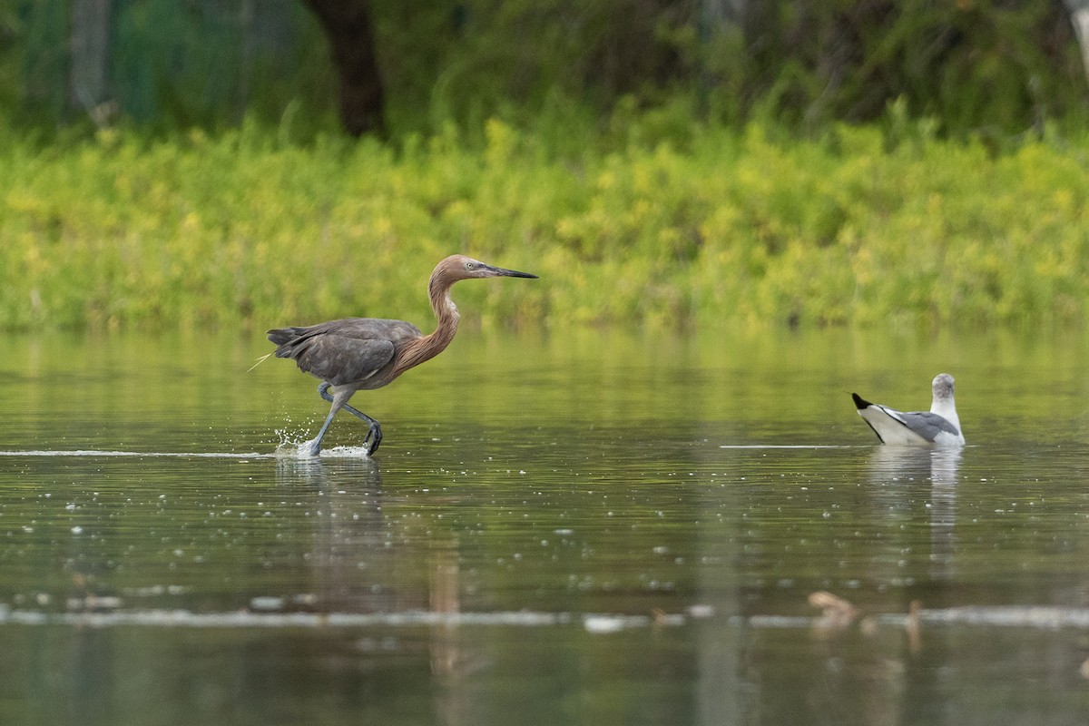 Aigrette roussâtre - ML646420282