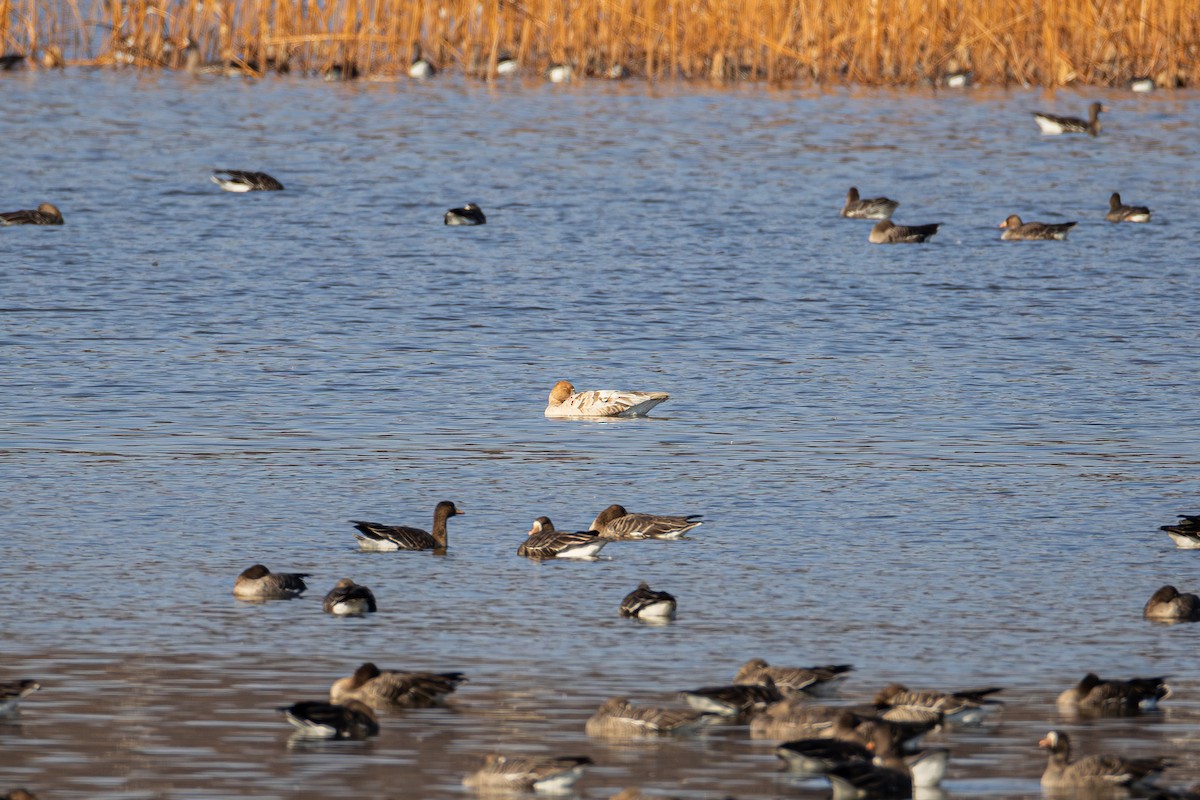 Tundra Bean-Goose - ML646420284