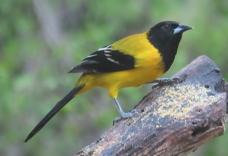 ズグロムクドリモドキ - ML646420285