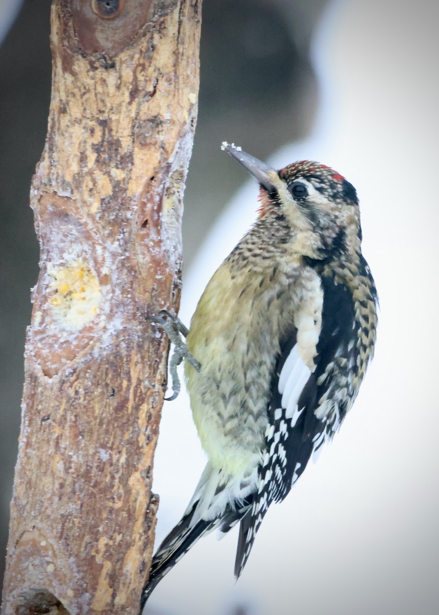Yellow-bellied Sapsucker - ML646420287