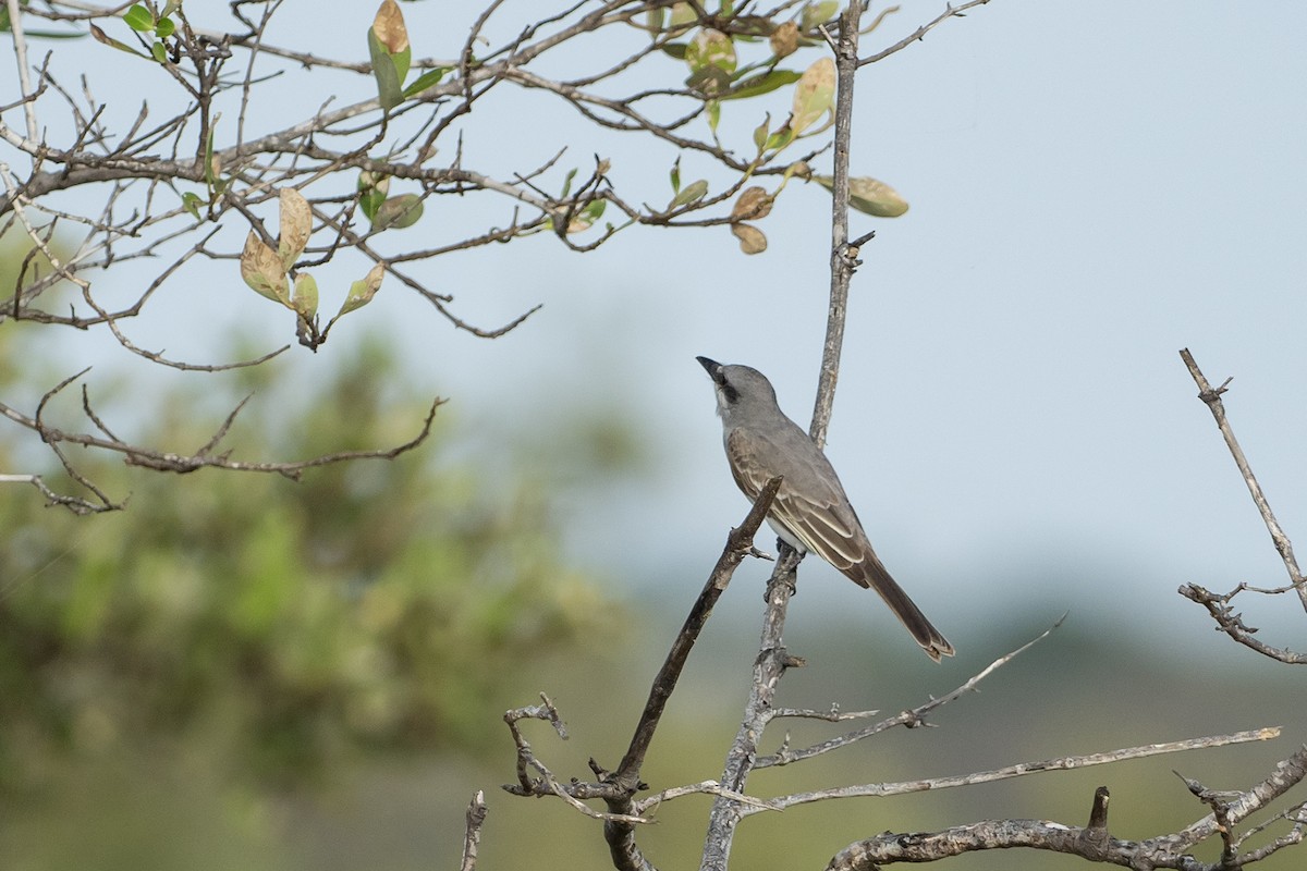 Tyran gris - ML646420288