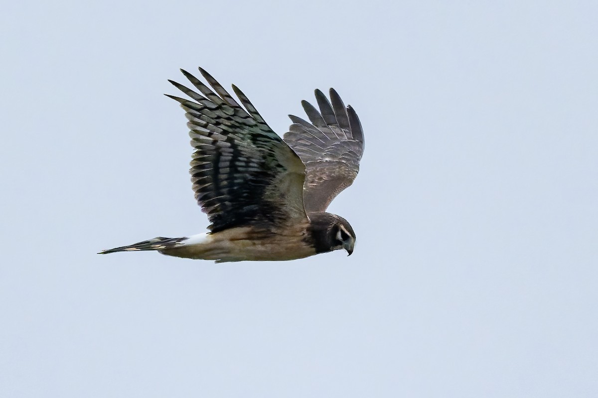 Northern Harrier - ML646420289