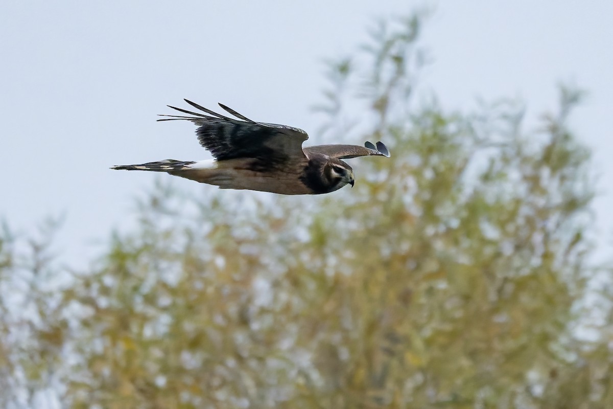 Northern Harrier - ML646420290