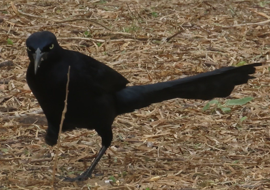 オナガクロムクドリモドキ - ML646420291