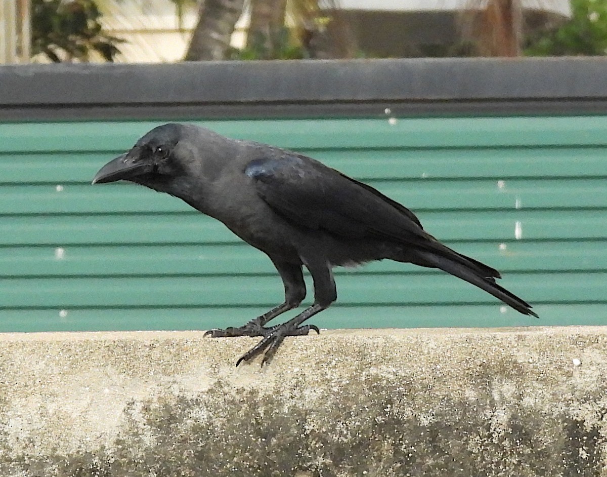 House Crow - ML646420292
