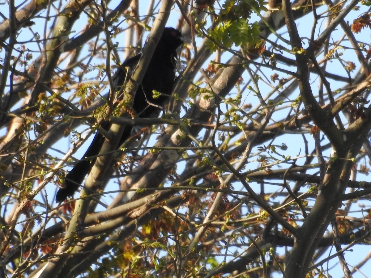 Pacific Koel - ML646420298